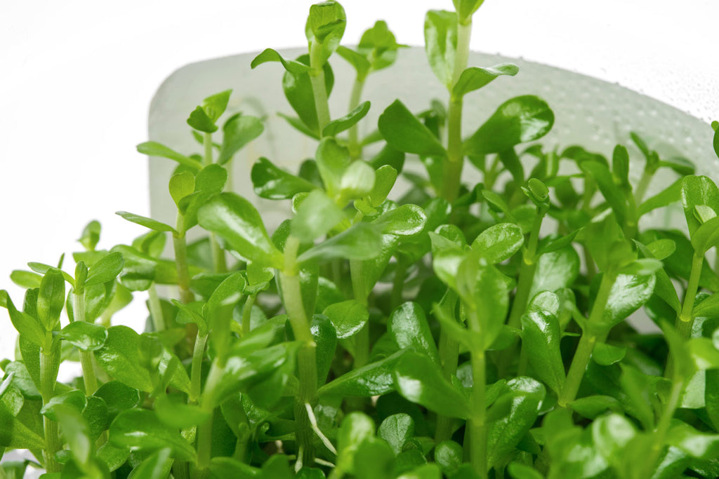 Rotala sp. Goias Rare Stem Plant | Tissue Culture Plants - Glass Aqua