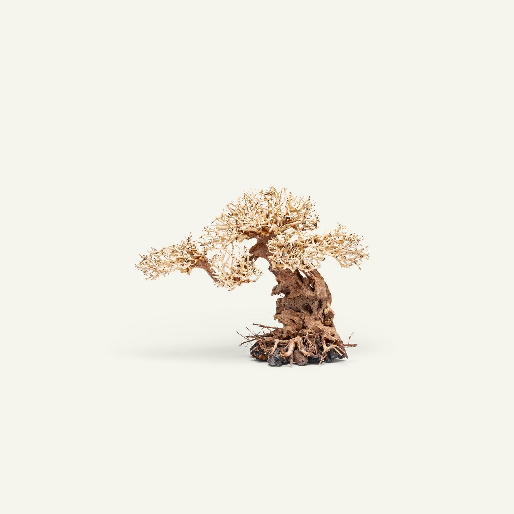 Ultum Nature Systems UNS Bonsai Tree Driftwood Aquarium Hardscape Wood 012