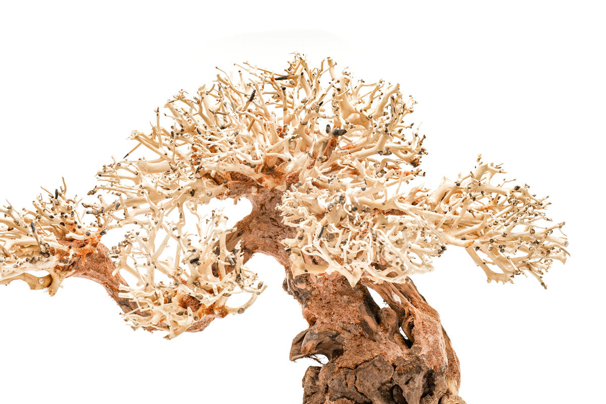 Ultum Nature Systems UNS Bonsai Tree Driftwood Aquarium Hardscape Wood 012