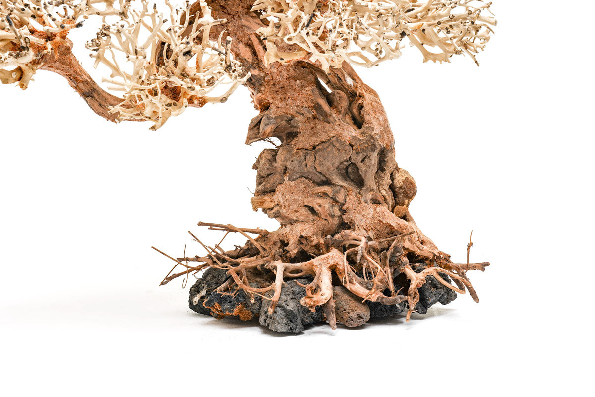 Ultum Nature Systems UNS Bonsai Tree Driftwood Aquarium Hardscape Wood 012