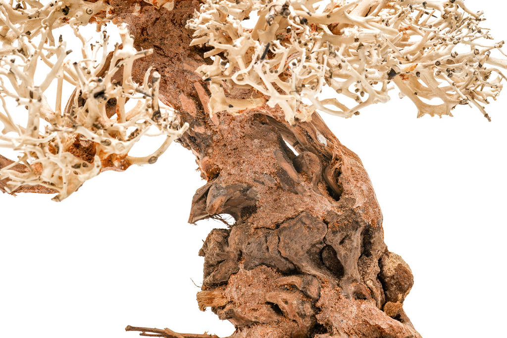 Ultum Nature Systems UNS Bonsai Tree Driftwood Aquarium Hardscape Wood 012