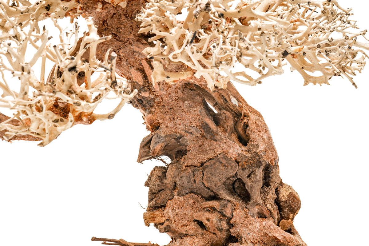 Ultum Nature Systems UNS Bonsai Tree Driftwood Aquarium Hardscape Wood 012