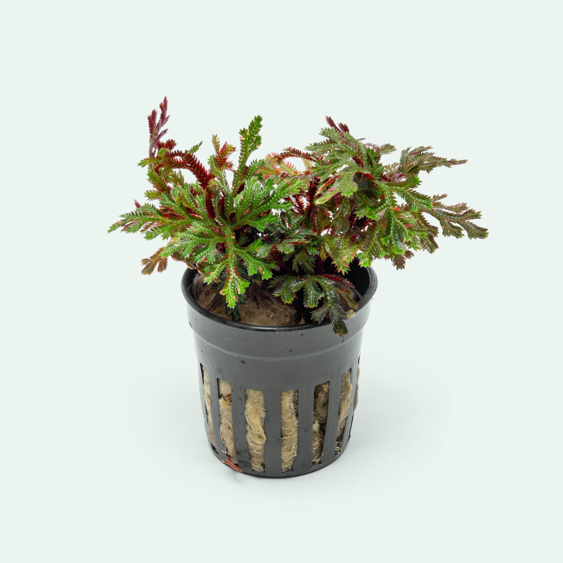 Selaginella Erythropus Sanguinea Red Club Moss Easy Terrarium Plant