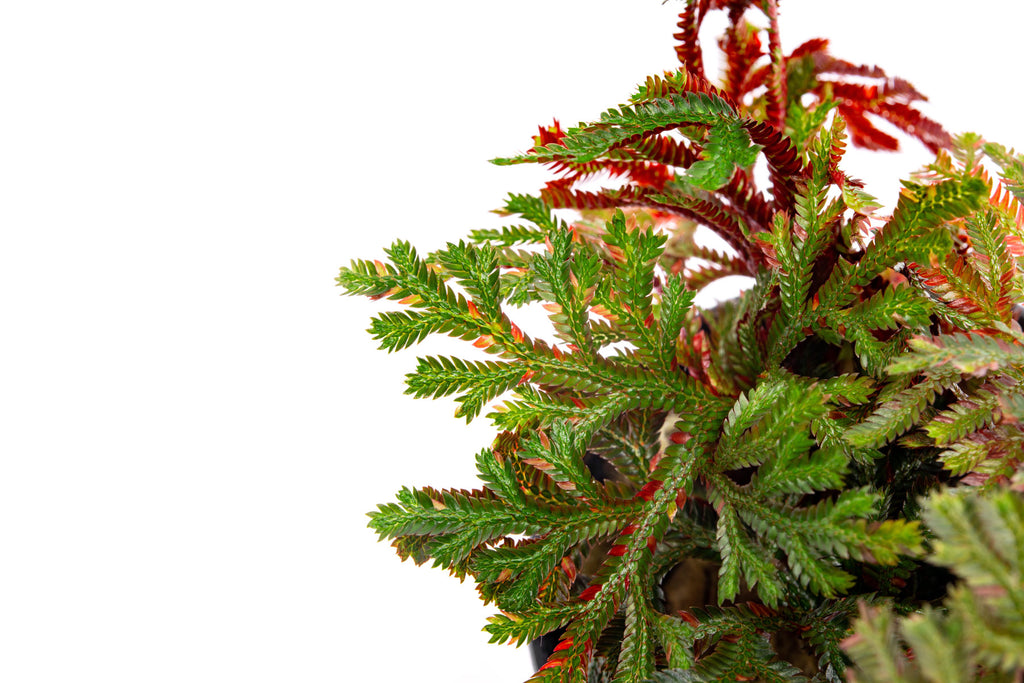 Selaginella Erythropus Sanguinea Red Club Moss Easy Terrarium Plant