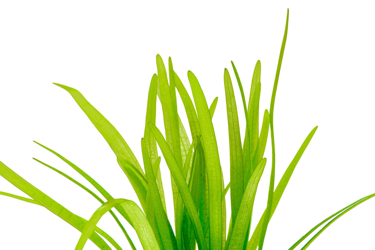 Sagittaria Subulata - Glass Aqua