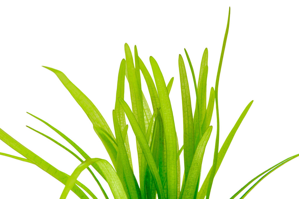 Sagittaria Subulata - Glass Aqua