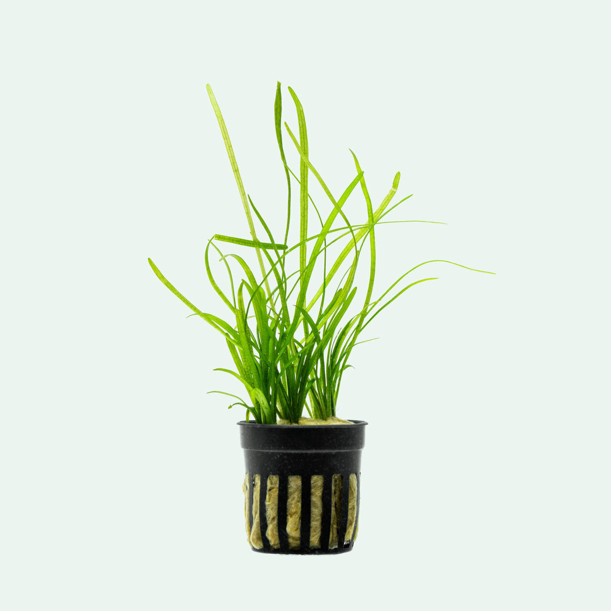 Easy aquarium plant for planted tanks and aquascaping