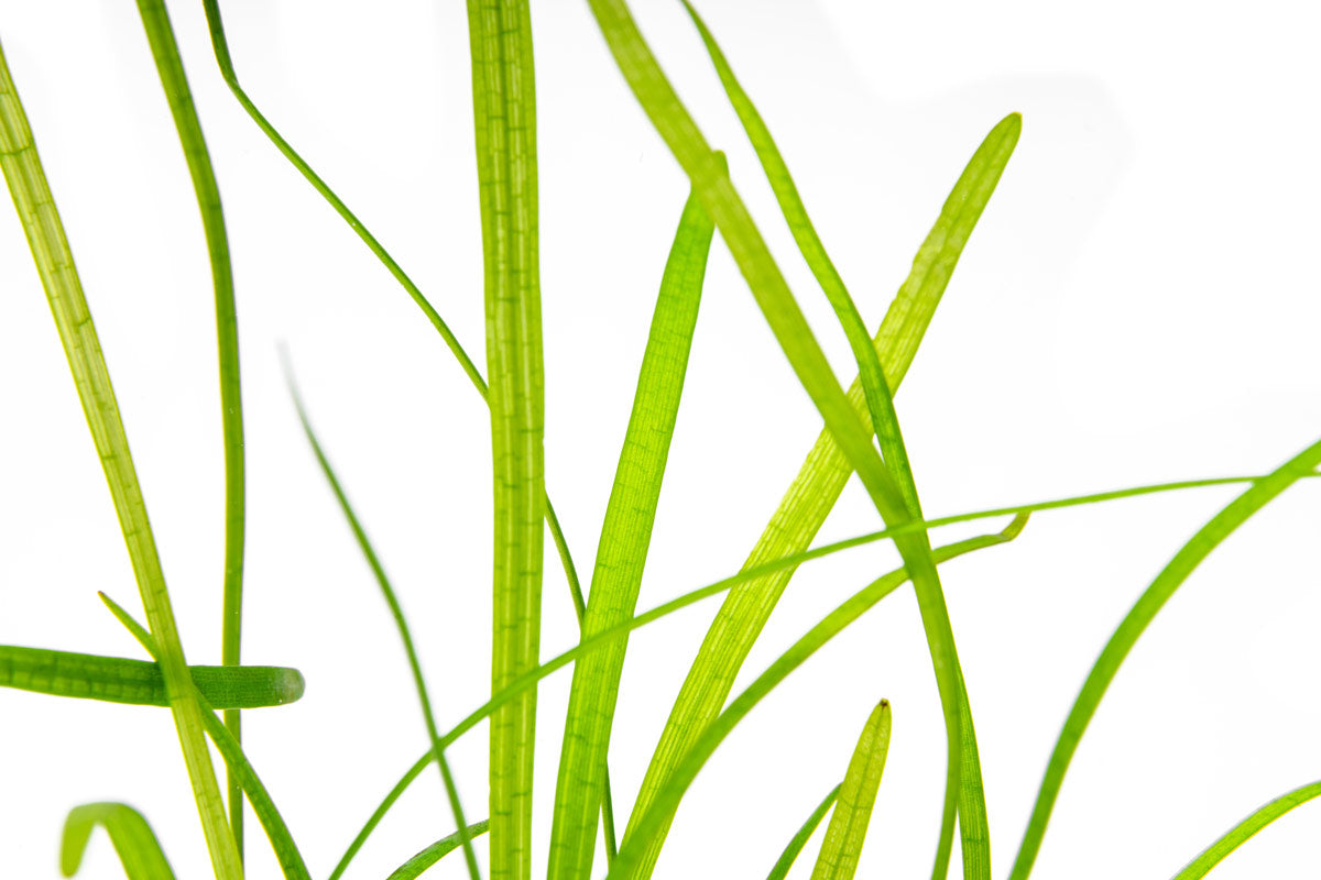 Detail shot of Sagittaria Pusillus leaves
