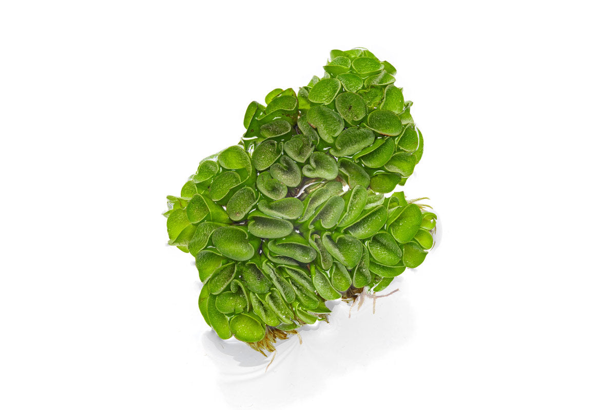 Salvinia Cucullata - Glass Aqua