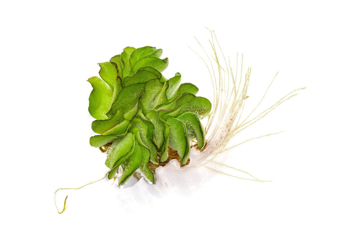 Salvinia Natans - Glass Aqua