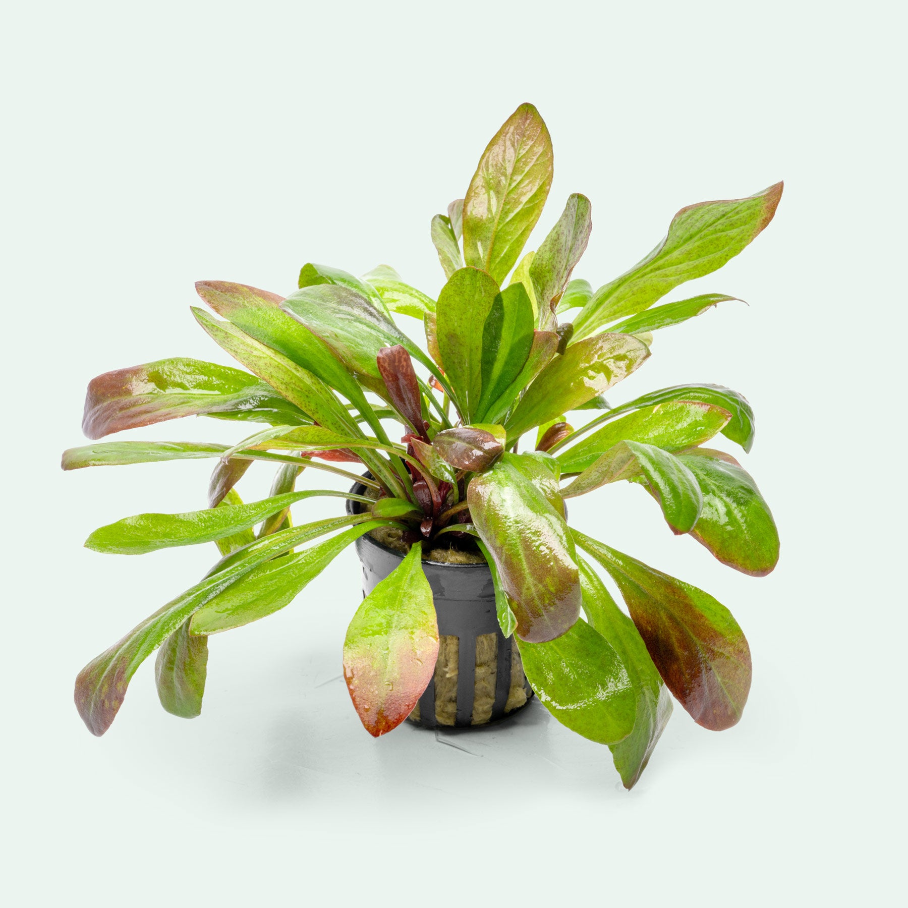 Samolus Parviflorus 'Red'