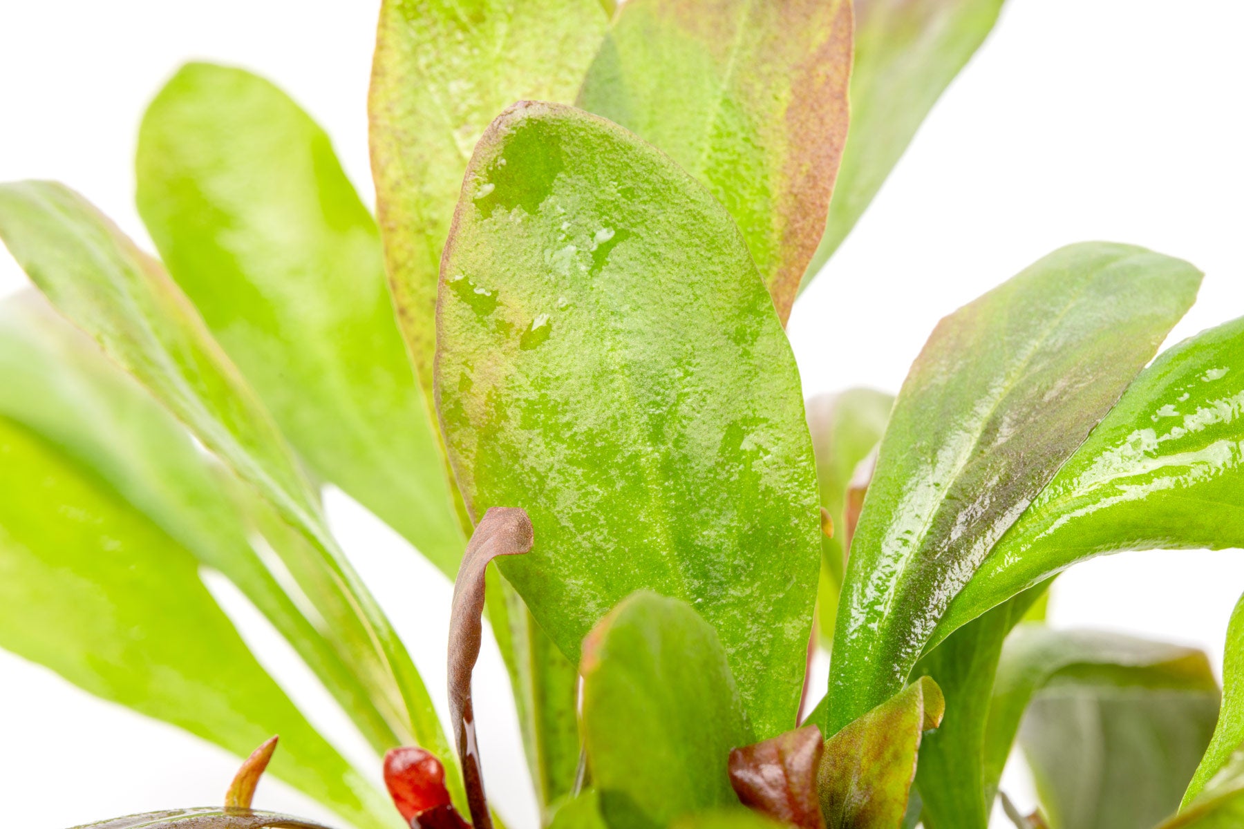 Samolus Parviflorus 'Red'