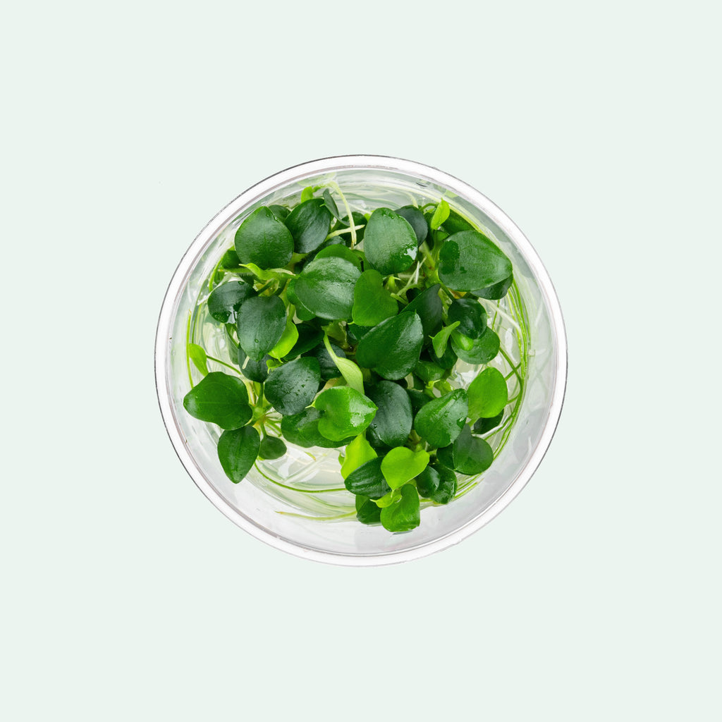 Schismatoglottis Prietoi
