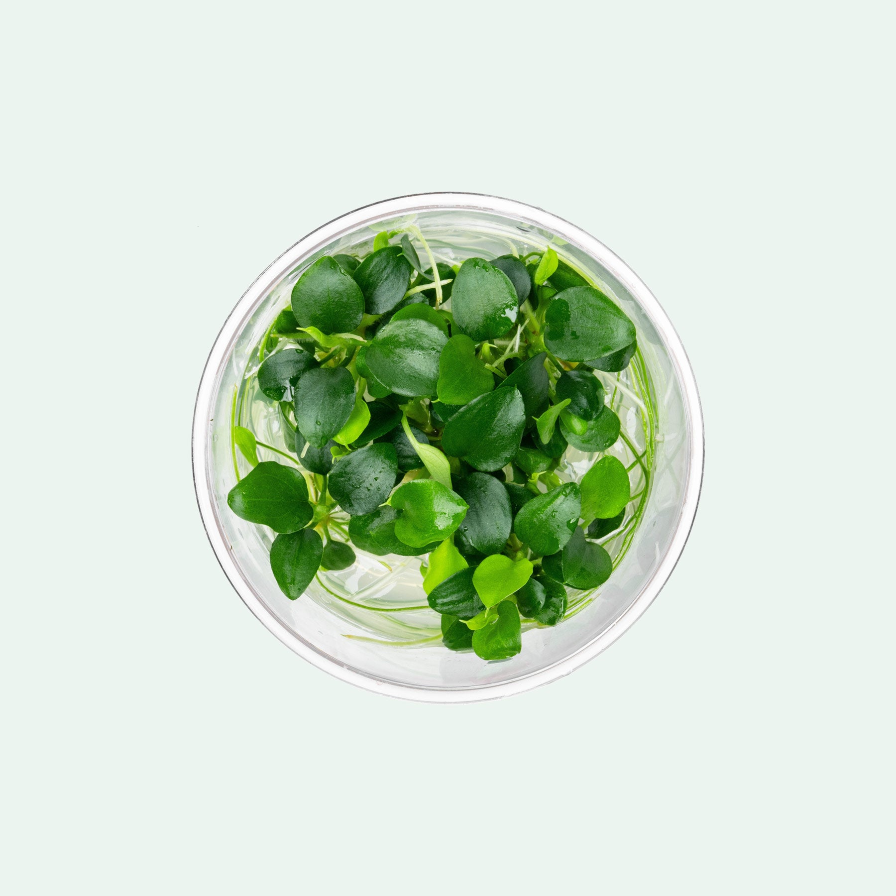 Schismatoglottis Prietoi