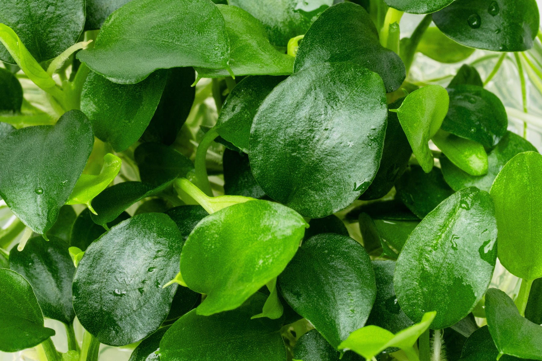 Schismatoglottis Prietoi