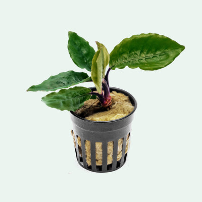 Rare tropical aroid for terrariums or paludariums