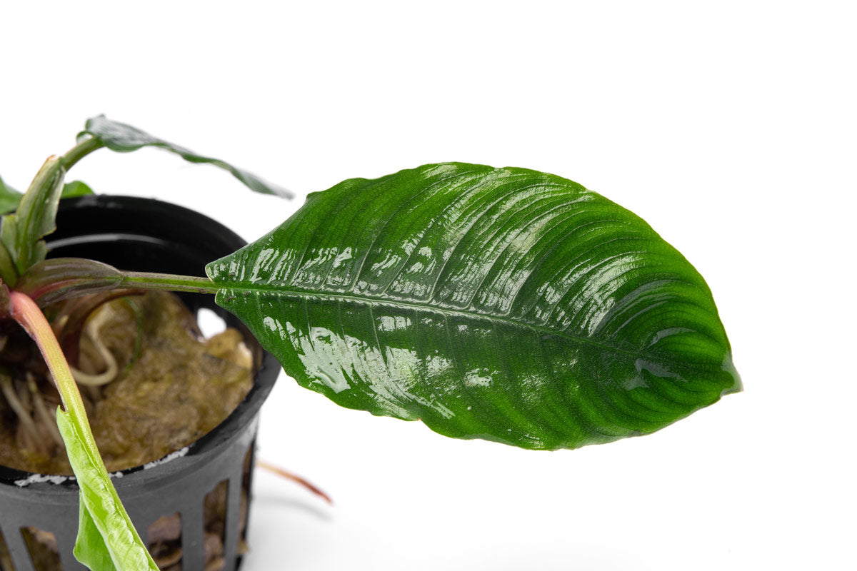 Ribbed texture of Schismatoglottis leaves
