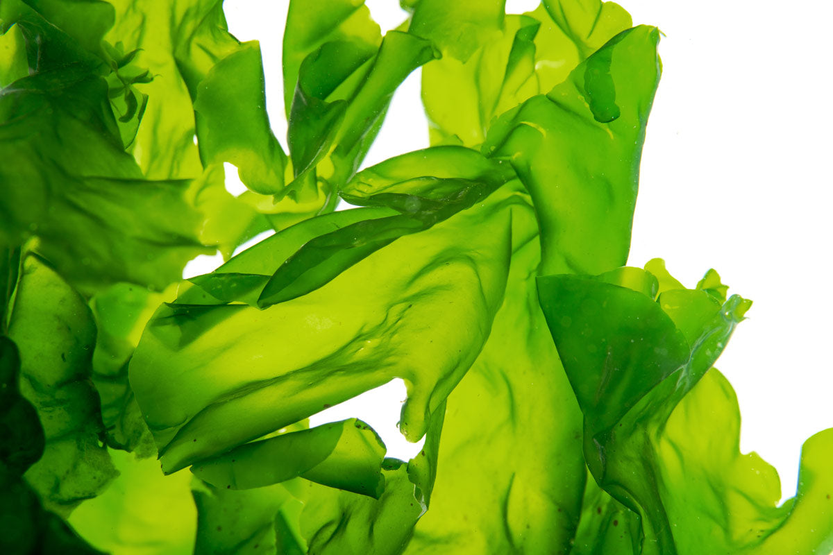 Sea Lettuce Ulva Nutritious Macroalgae for Saltwater aquariums