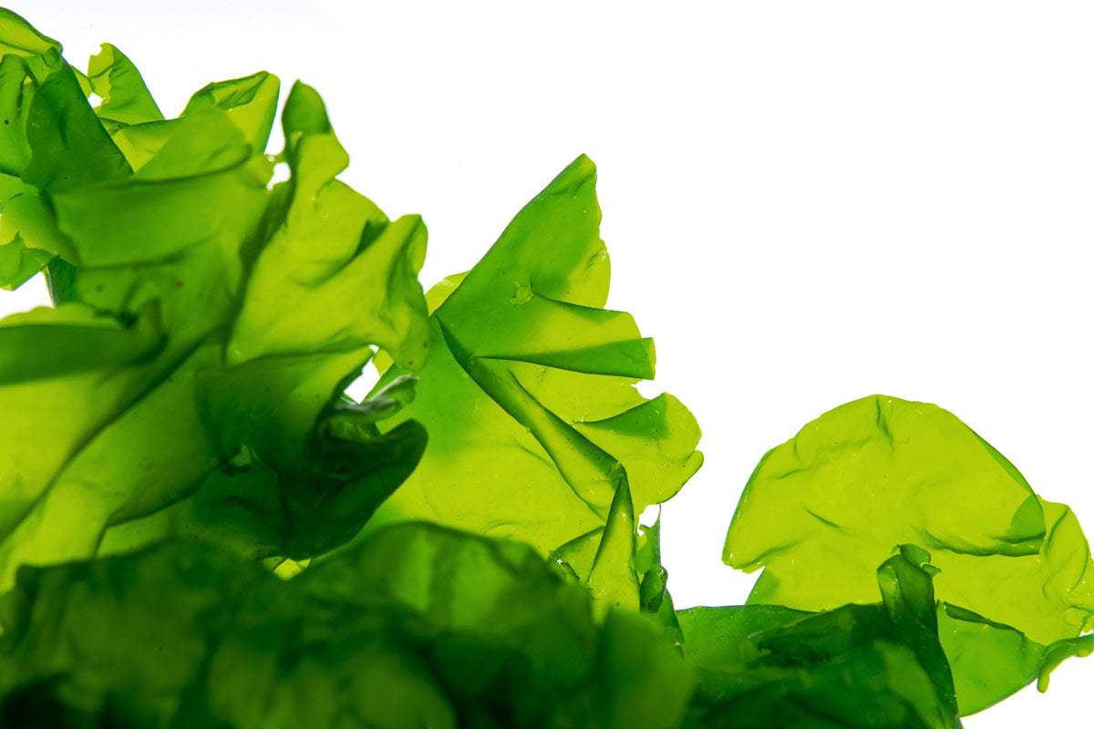 Sea Lettuce Ulva Nutritious Macroalgae for Saltwater aquariums