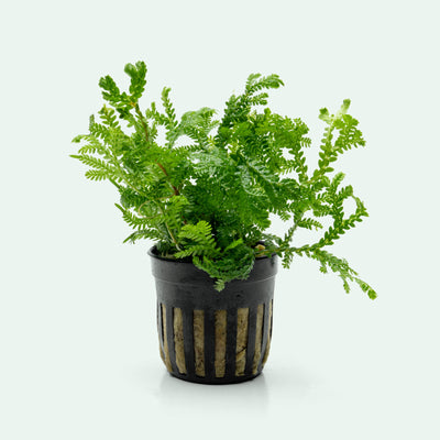 Selaginella Kraussiana Aura live club moss terrarium plant