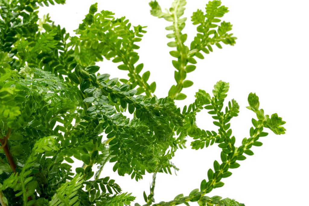 Selaginella Kraussiana Live Club Moss Terrarium Plant