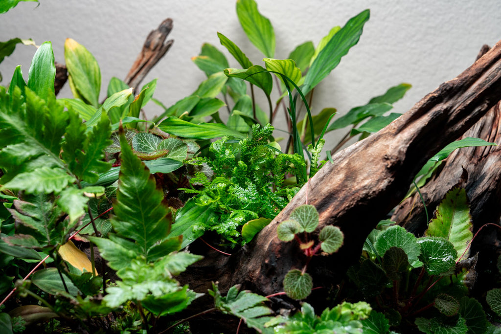Selaginella Kraussiana Live Club Moss in UNS 75S shallow planted paludarium tank