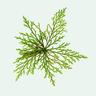 Selaginella Pulvinata spike moss for terrariums and vivariums
