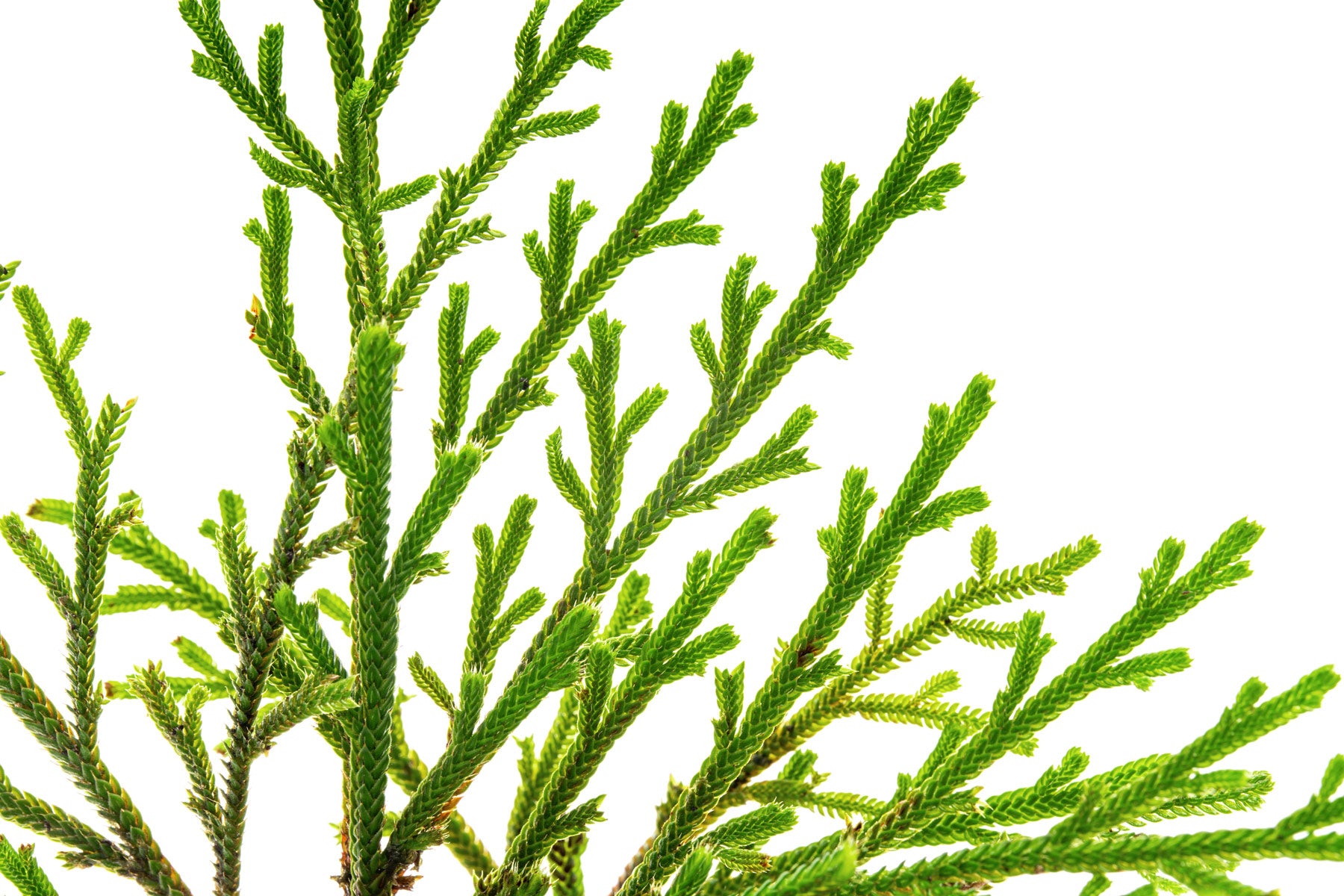 Close-up view of Selaginella leaf structure and texture