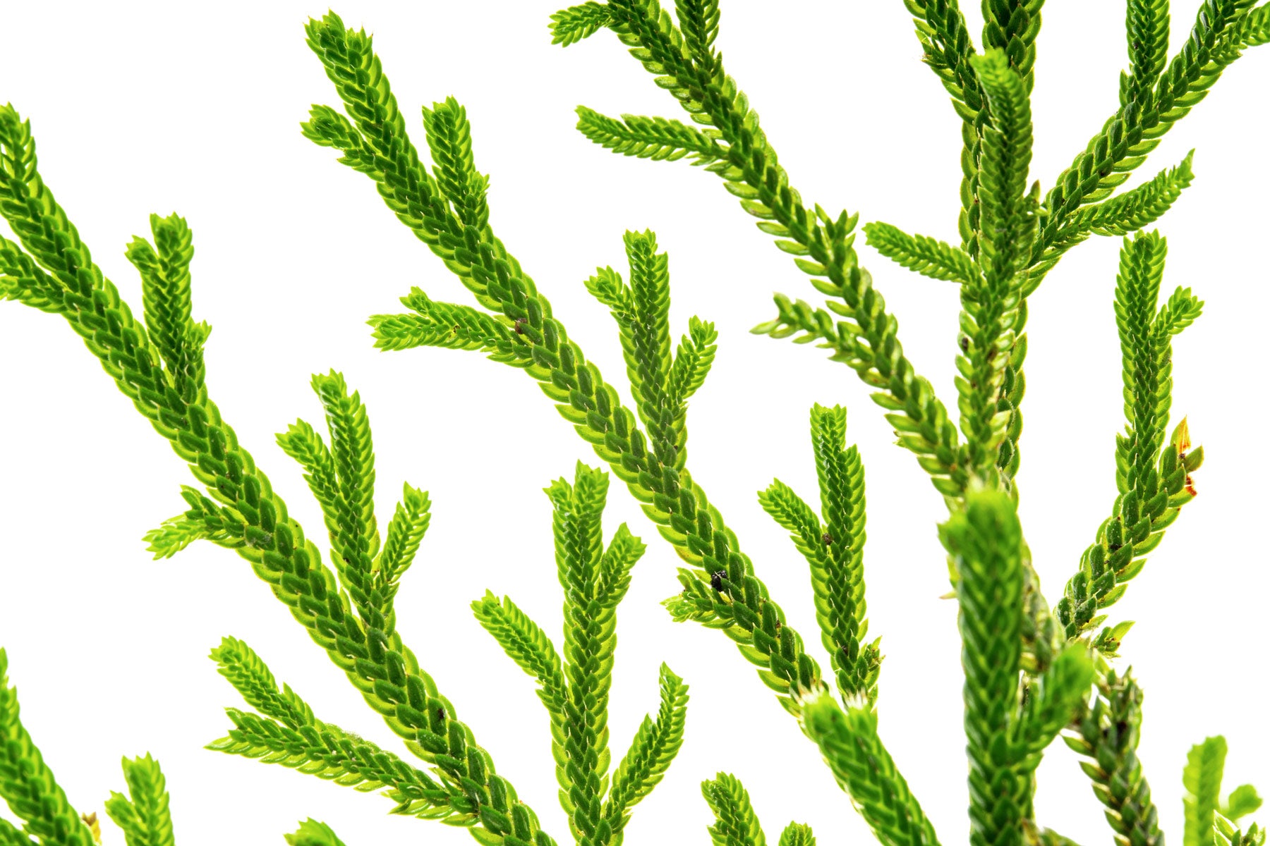Detail shot of Selaginella Pulvinata's fronds and foliage