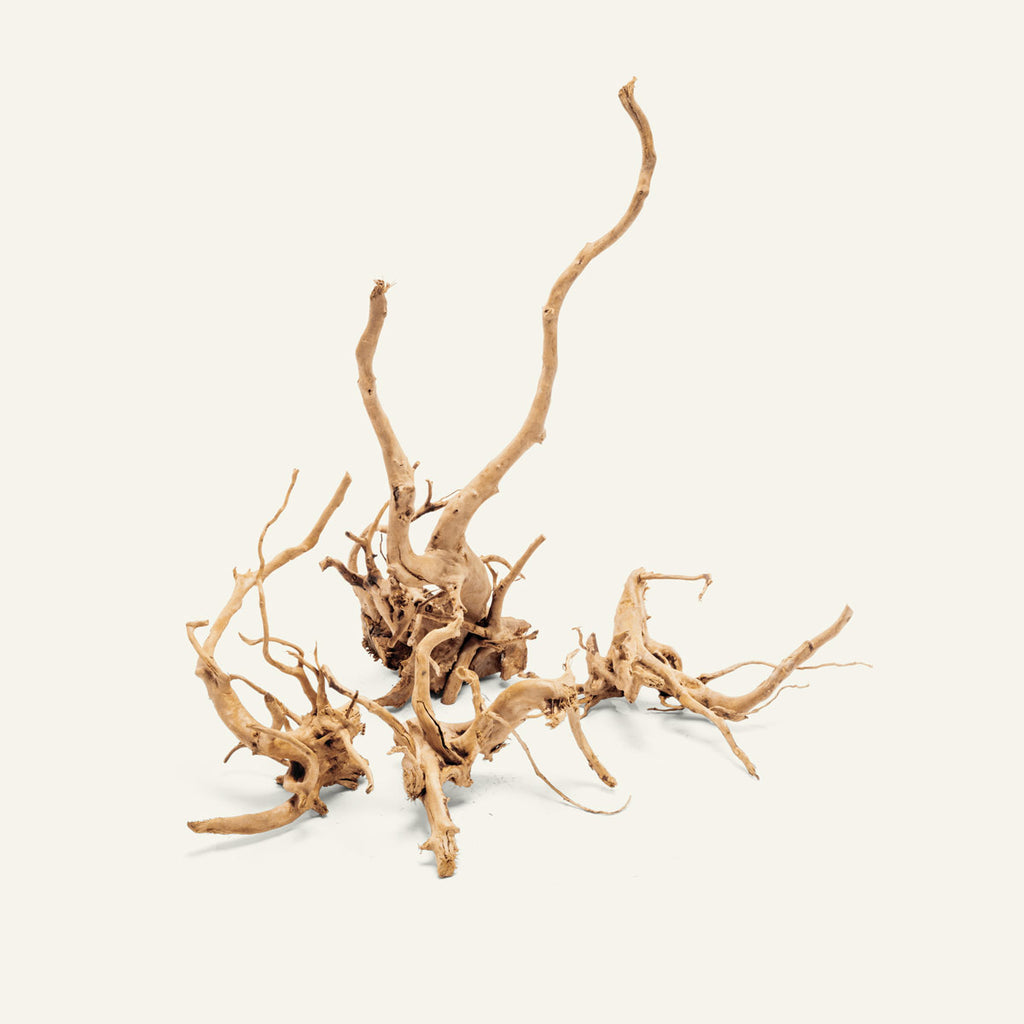 Spider Wood - Glass Aqua