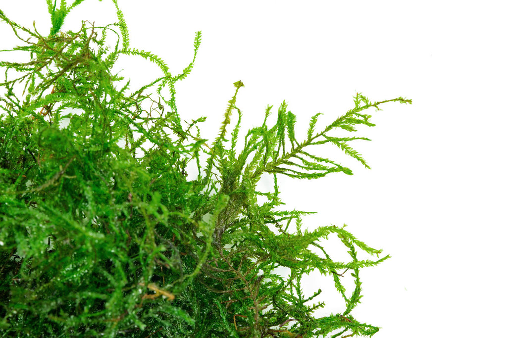 Taxiphyllum sp. 'Spiky Moss' | Shop Live Aquarium Moss - Glass Aqua