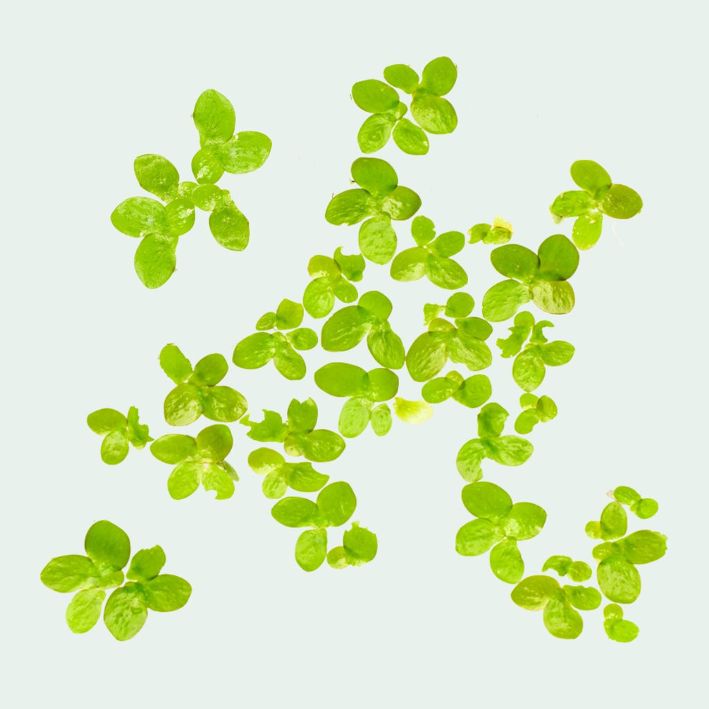 Giant Duckweed floating plant for aquariums and ponds