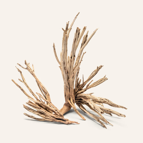 Star Wood - Glass Aqua