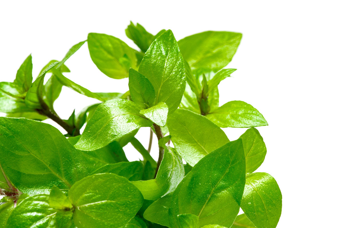 Staurogyne Repens - Glass Aqua