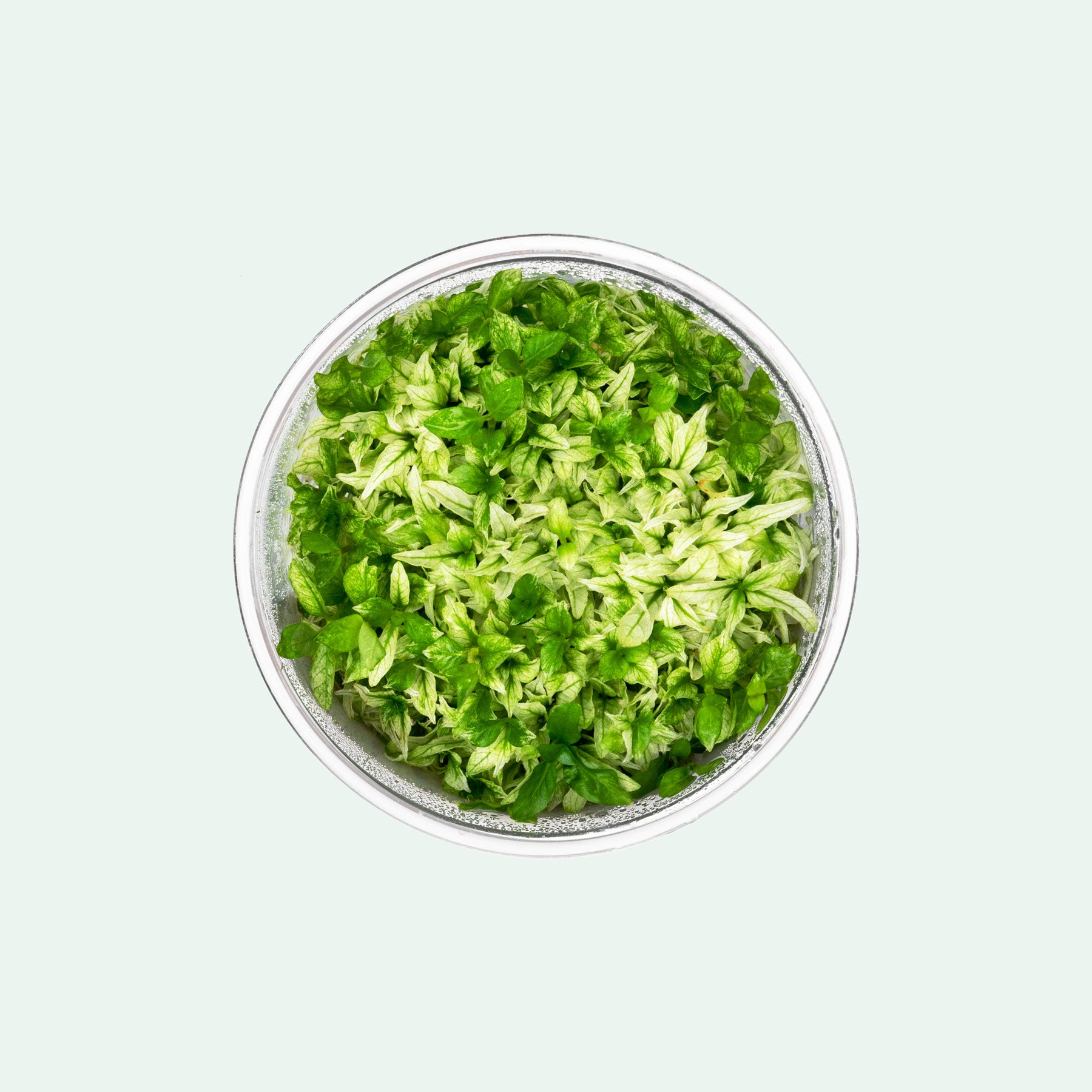 Staurogyne repens variegated live aquarium plant for planted tanks and aquascaping