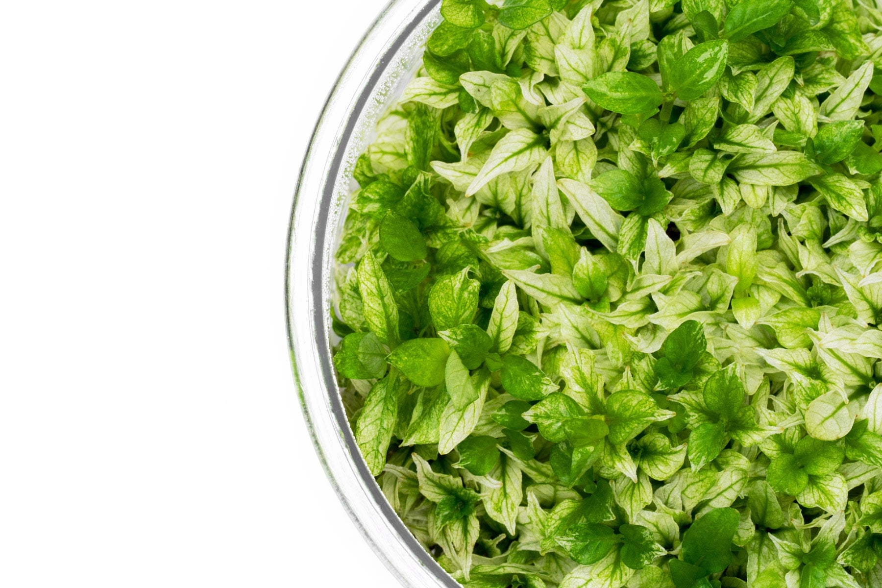 Staurogyne repens variegated tissue culture aquarium plants