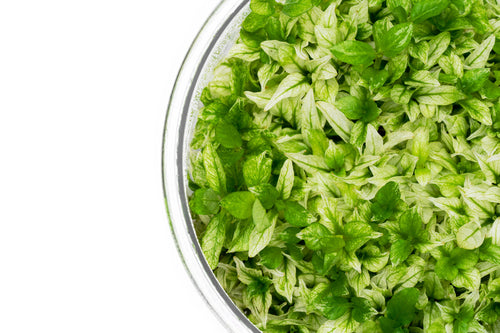 Staurogyne repens variegated tissue culture aquarium plants