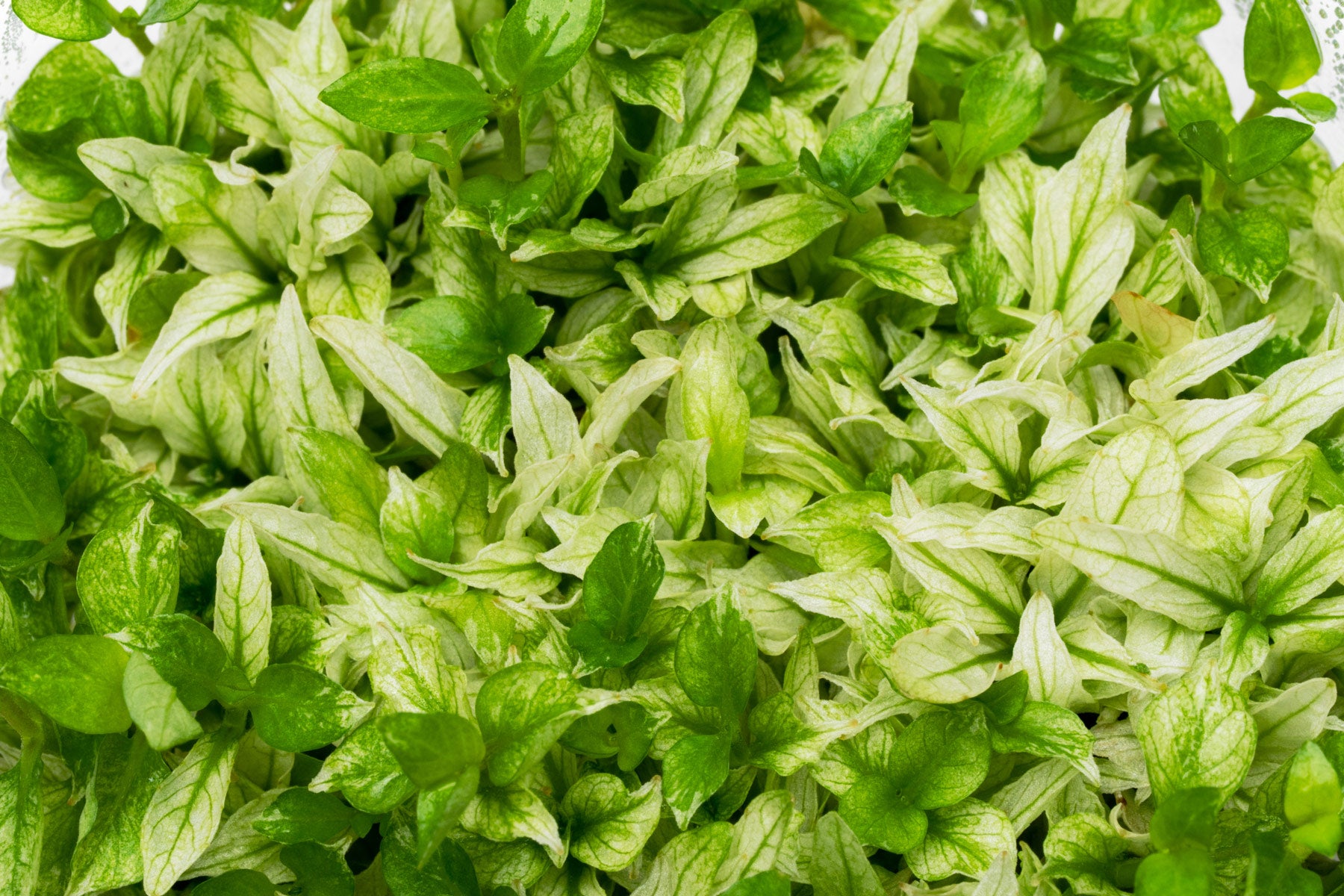 Variegated Staurogyne repens midground plant for planted tanks and aquascaping