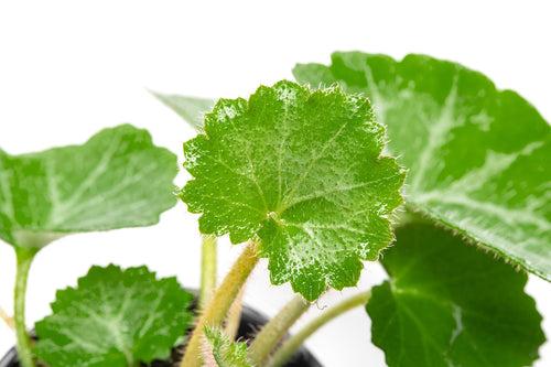 Close-up of Strawberry Begonia leaves