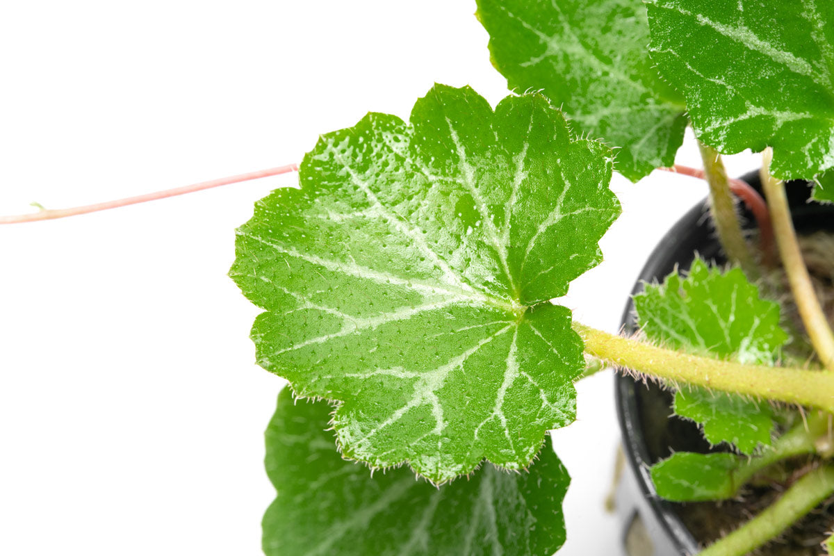 Strawberry begonia fuzzy leaf detail shot