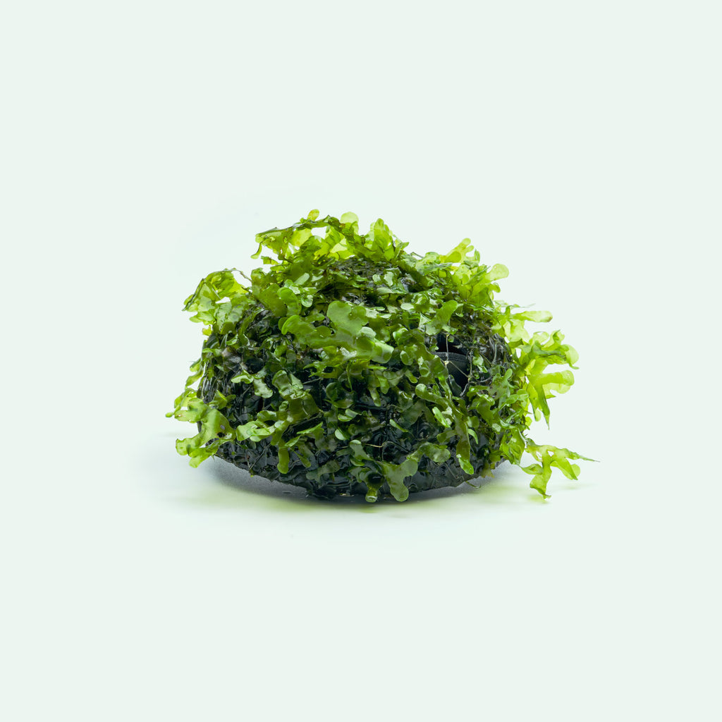 Lomariopsis Lineata Subwassertang attached to dome decor for fish tanks and planted aquariums