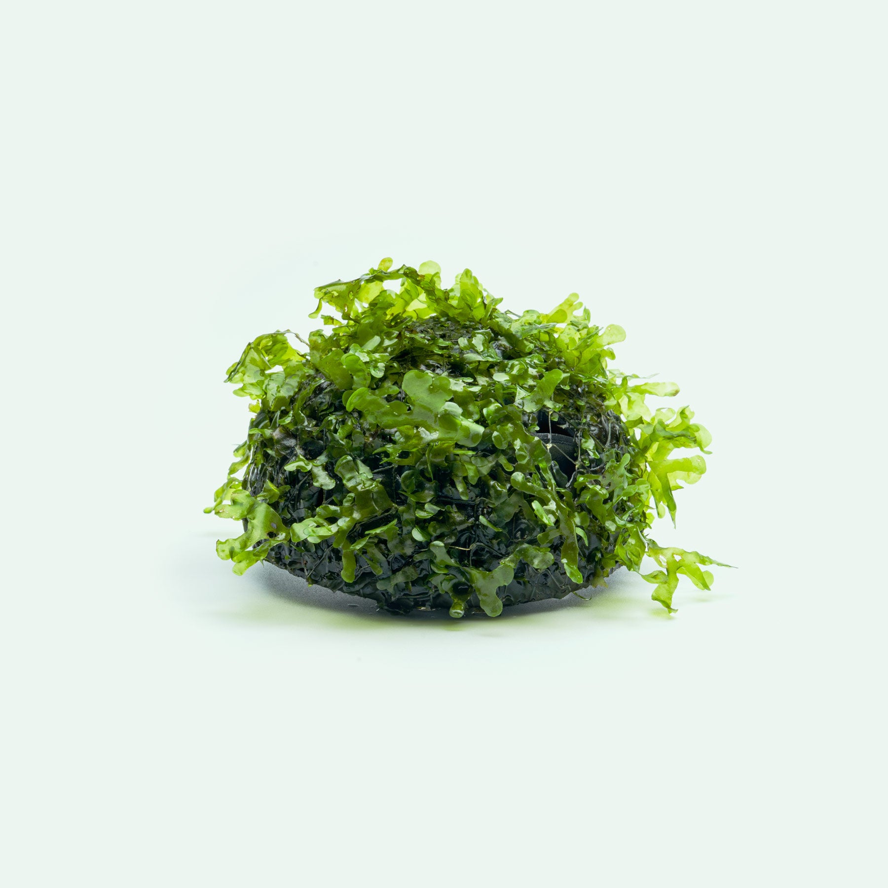 Lomariopsis Lineata Subwassertang attached to dome decor for fish tanks and planted aquariums