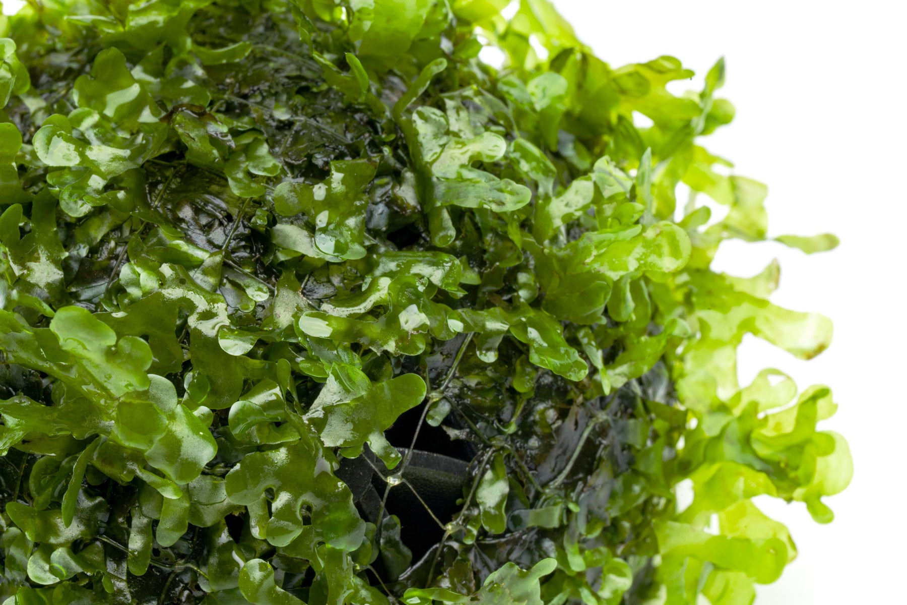 Subwassertang moss-like aquatic plant for freshwater aquariums