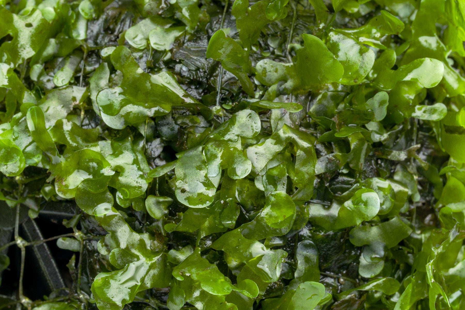 Subwassertang Aquarium Decor Dome for Freshwater Fish Tanks and Aquascaping