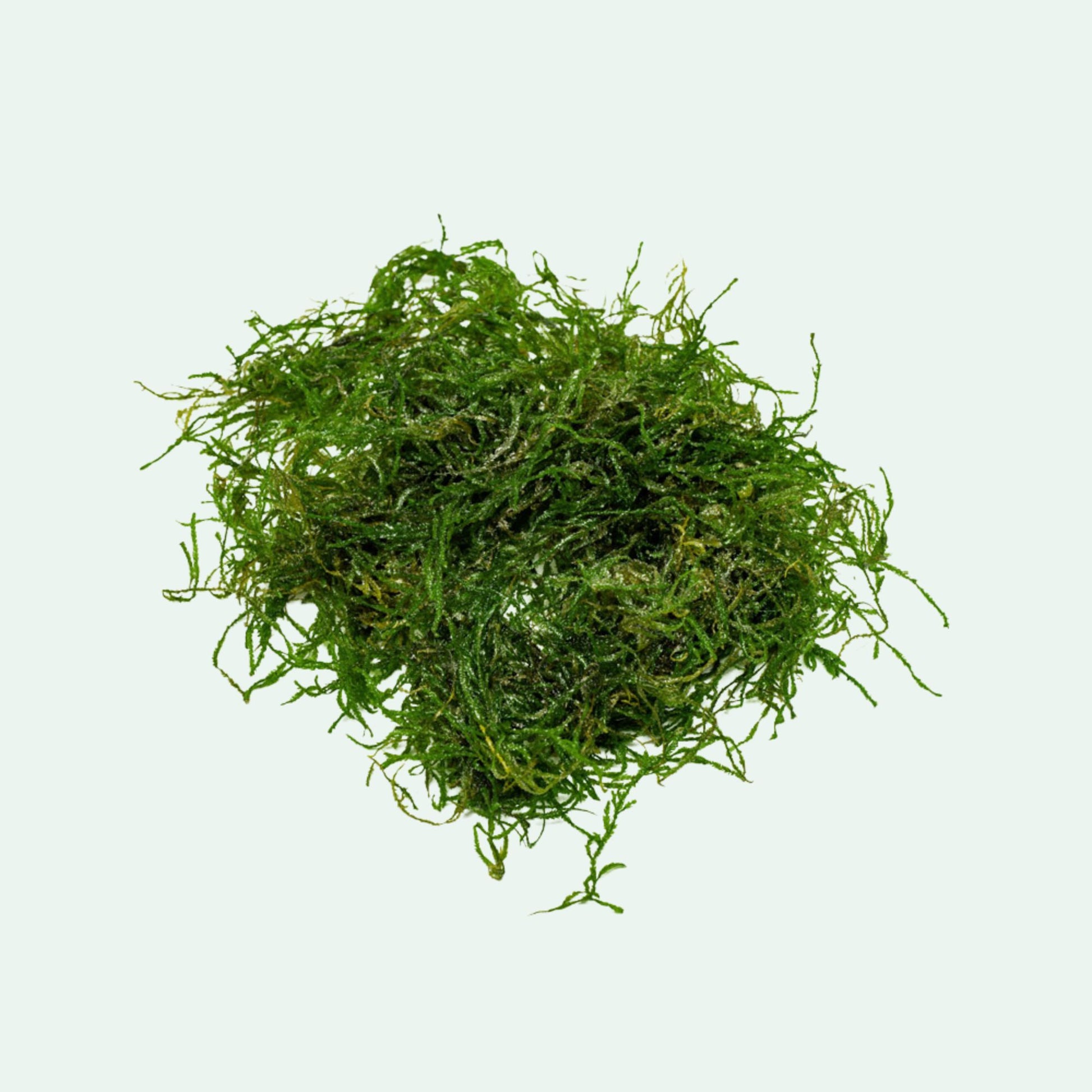 Flame Moss
