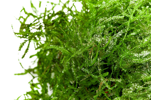 Taxiphyllum Sp. Spiky Moss | Aquatic Moss for Planted Aquariums