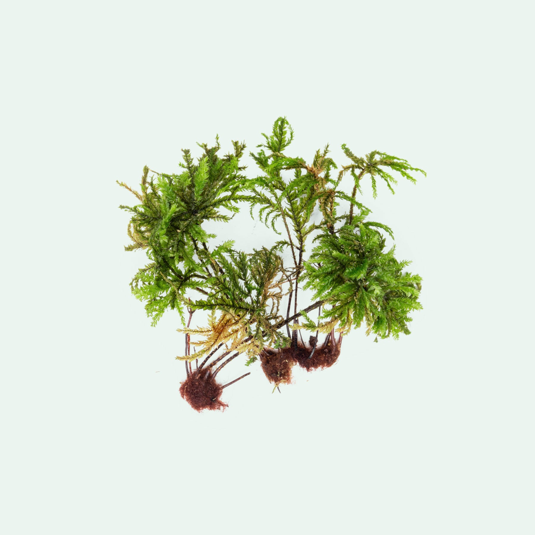 Live Tree Moss Climacium dendroides for terrariums