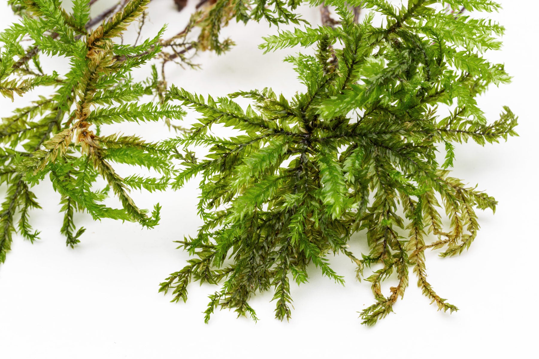 Live Tree Moss Climacium dendroides for terrariums and paludariums
