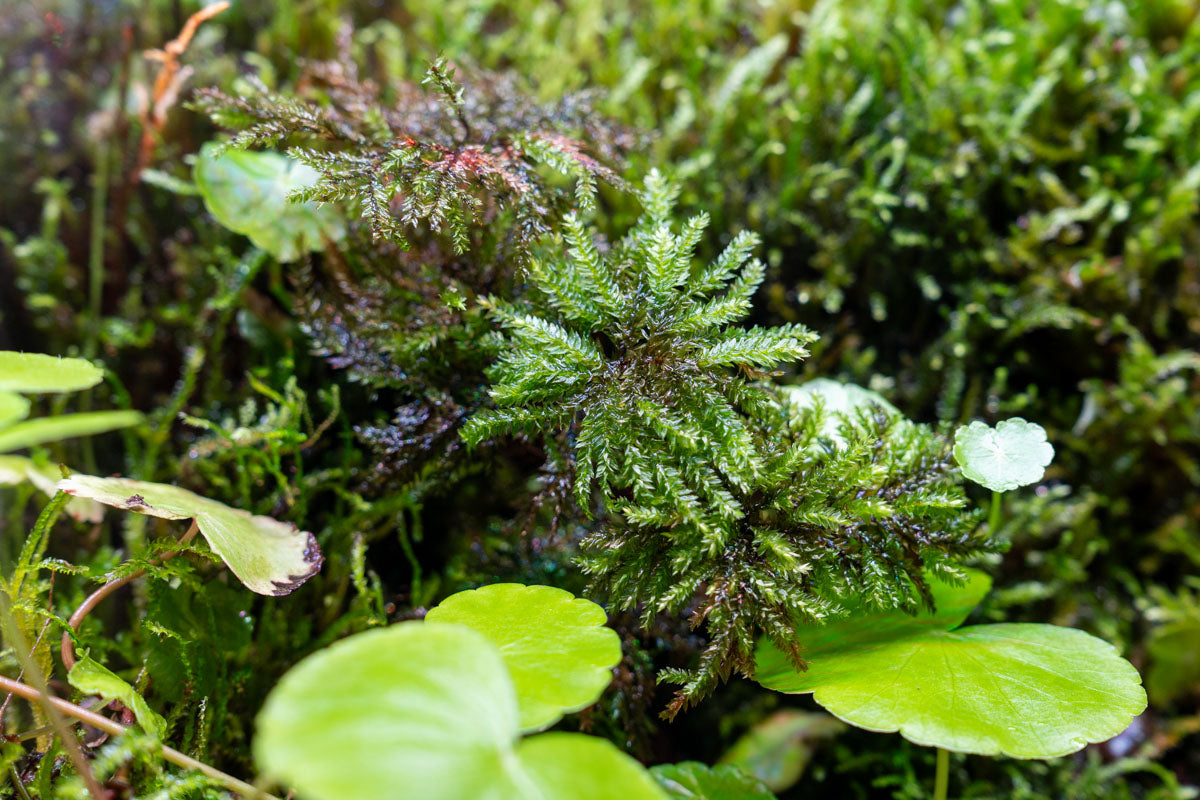 Tree Moss - Glass Aqua