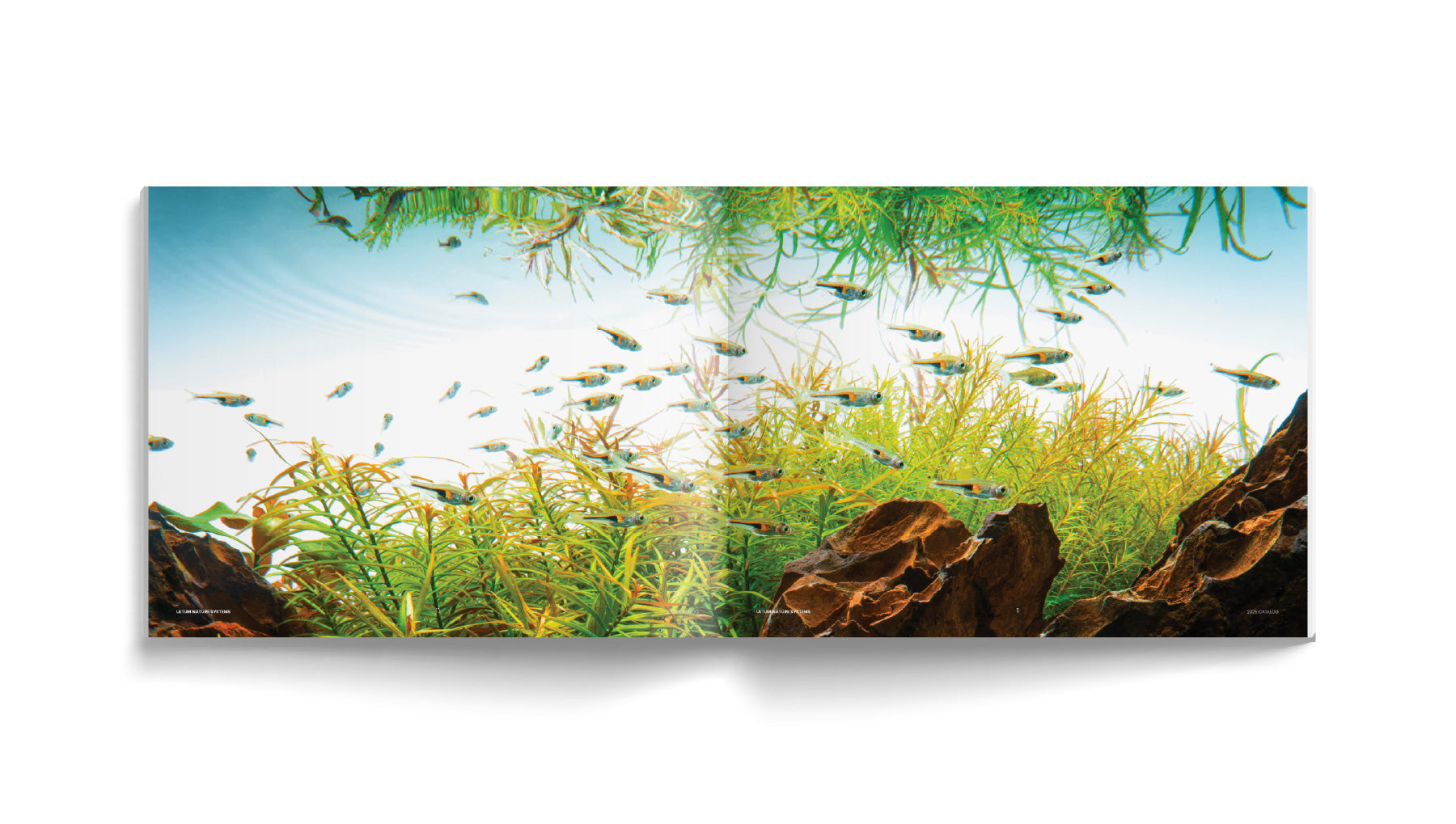 Book pages showing live tropical fish in a planted tank